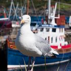 Mallaig Gull