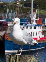 Mallaig Gull