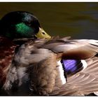 Mallard 2