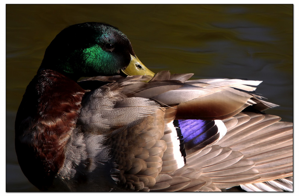 Mallard 2