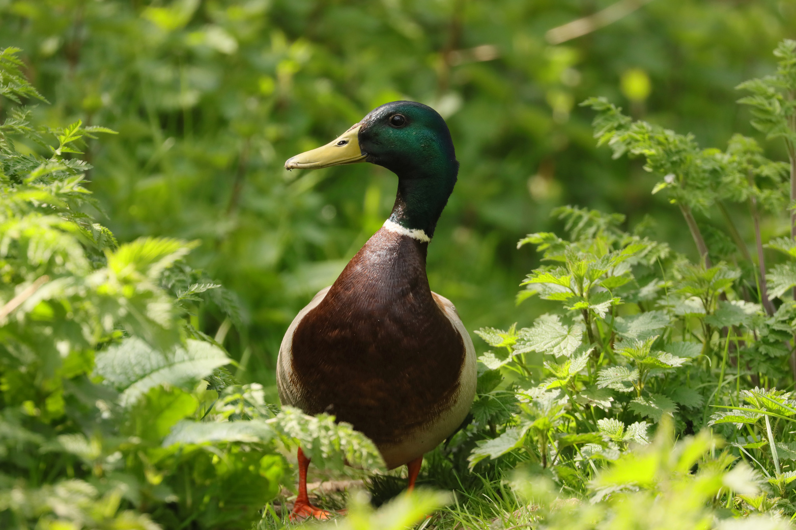 Mallard 