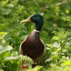 Mallard 