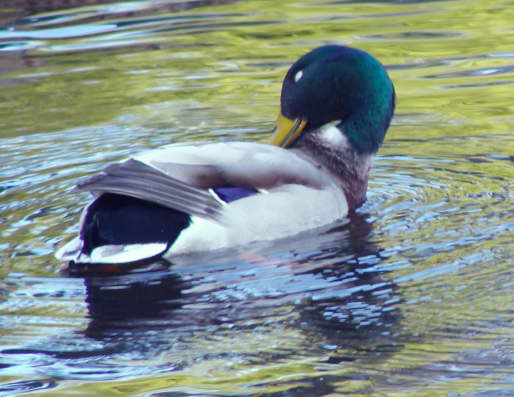 Mallard