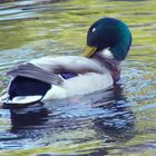 Mallard