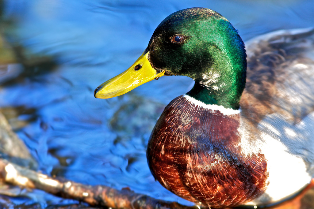 Mallard