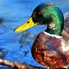 Mallard