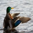 Mallard Duck