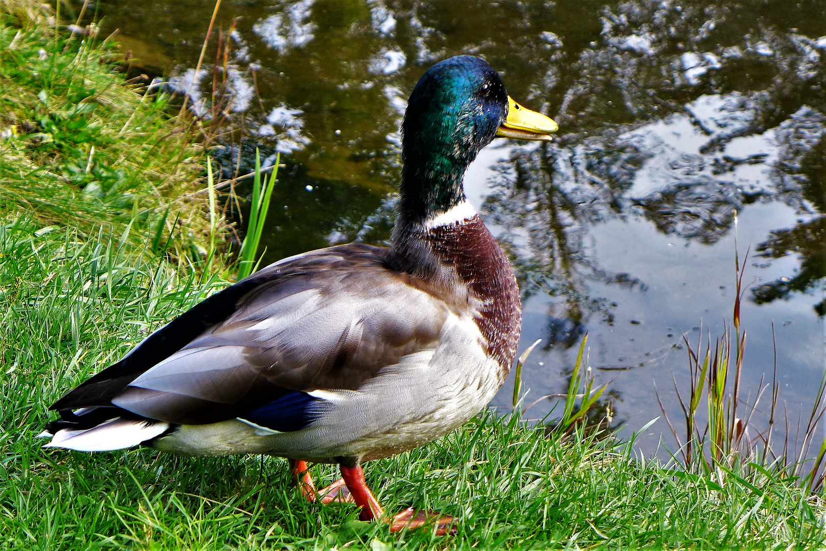 Mallard duck