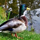 Mallard duck