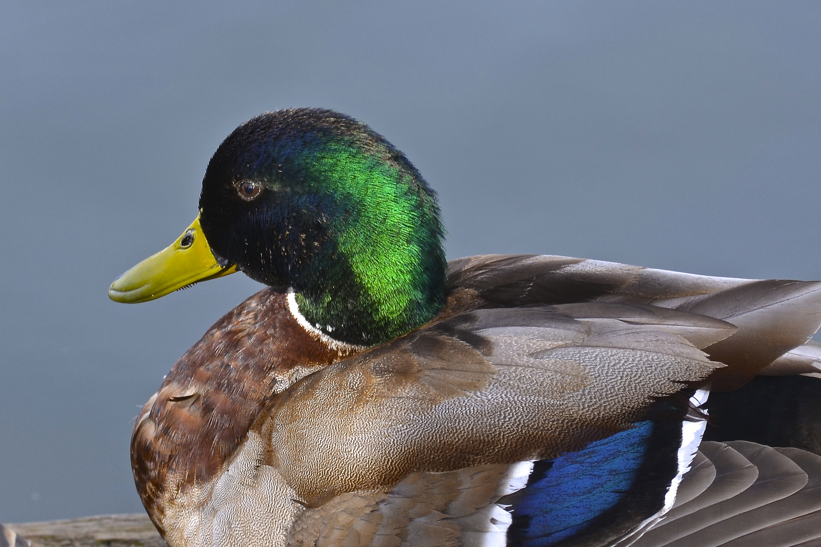 Mallard Duck.