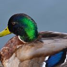 Mallard Duck.