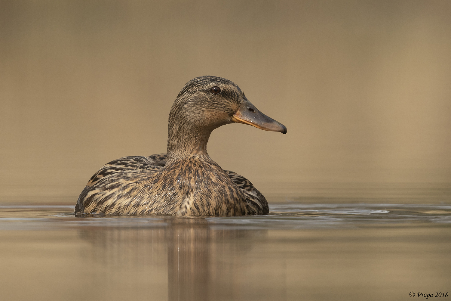 Mallard