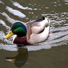 Mallard