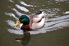 Mallard