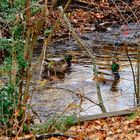 Mallard Family