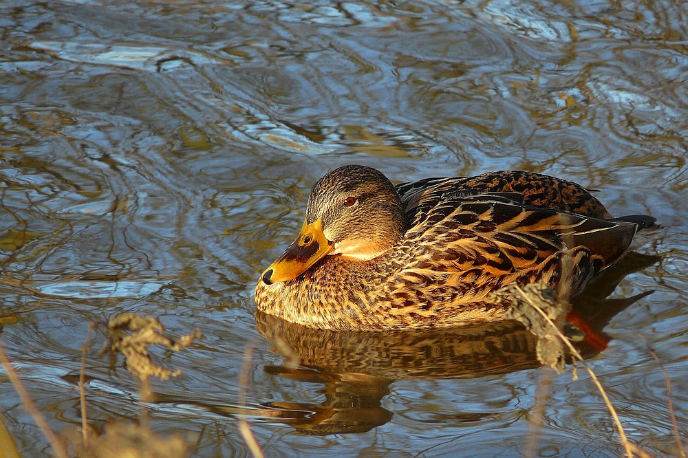 Mallard (female)