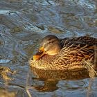 Mallard (female)