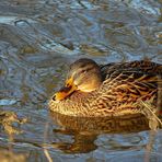 Mallard (female)