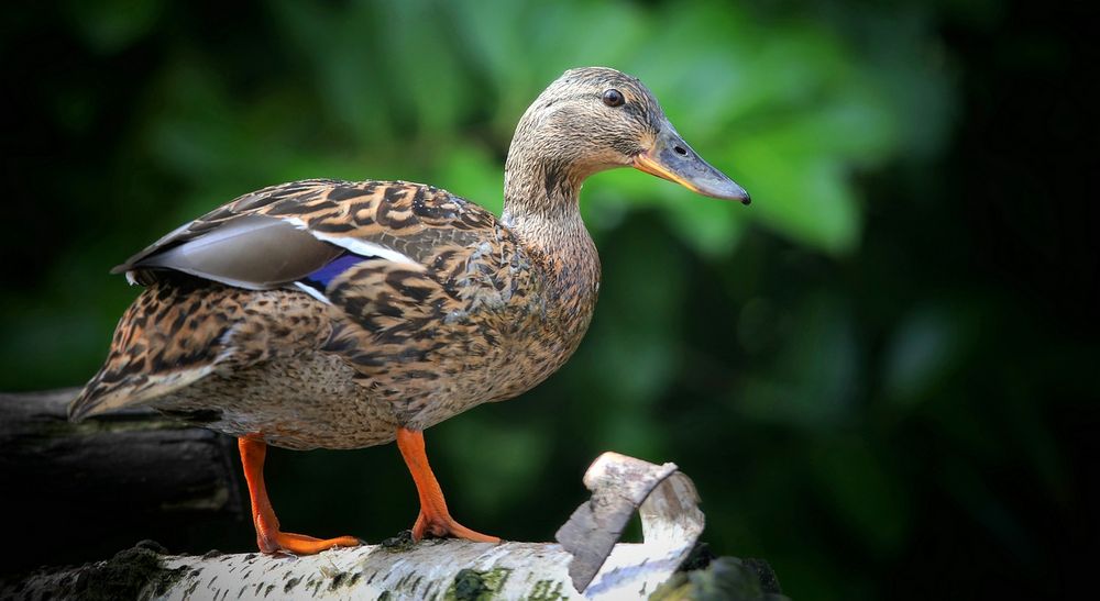 Mallard (female)