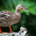 Mallard (female)