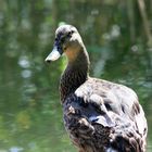 Mallard glance