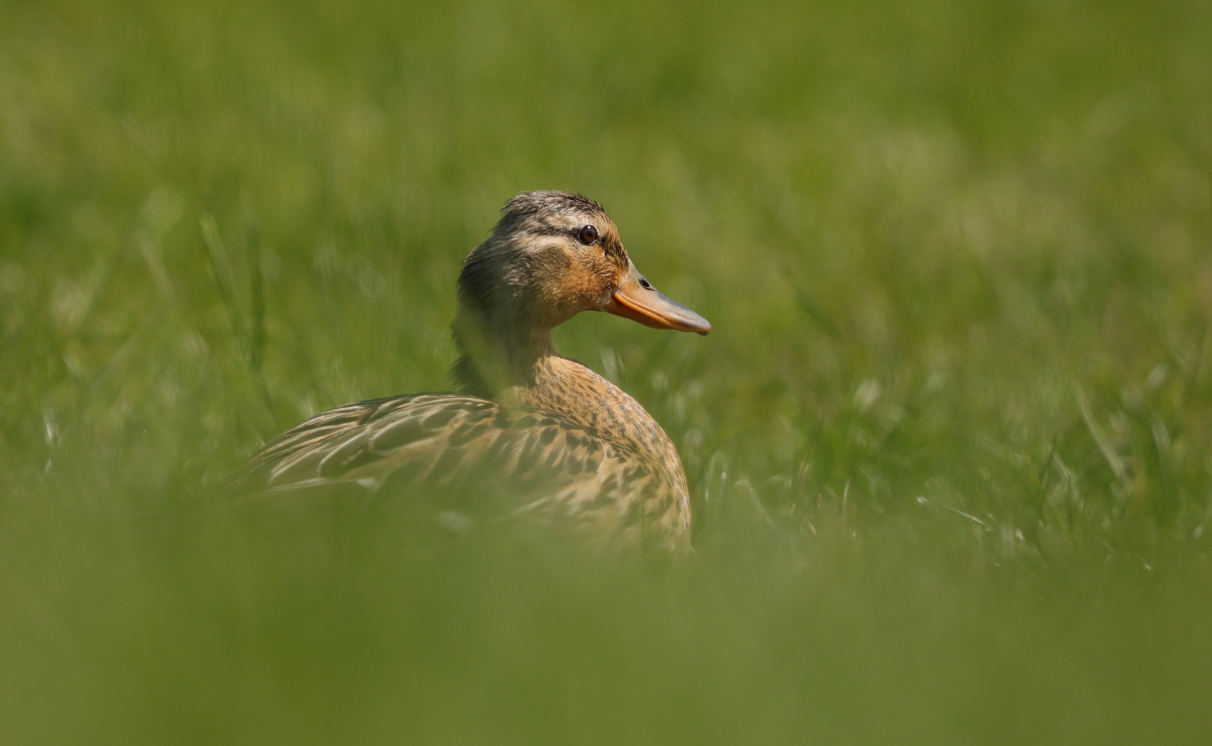 Mallard IN MY BACK GARDEN !!!