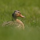 Mallard IN MY BACK GARDEN !!!