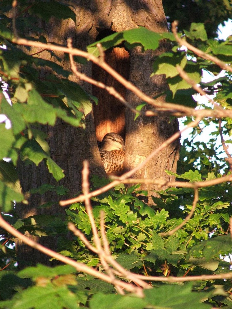 Mallard In Tree