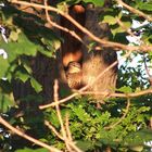 Mallard In Tree