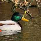 Mallard (male)