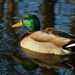 Mallard (male)