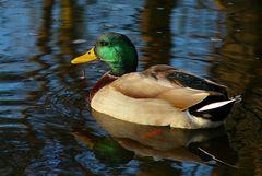 Mallard (male)