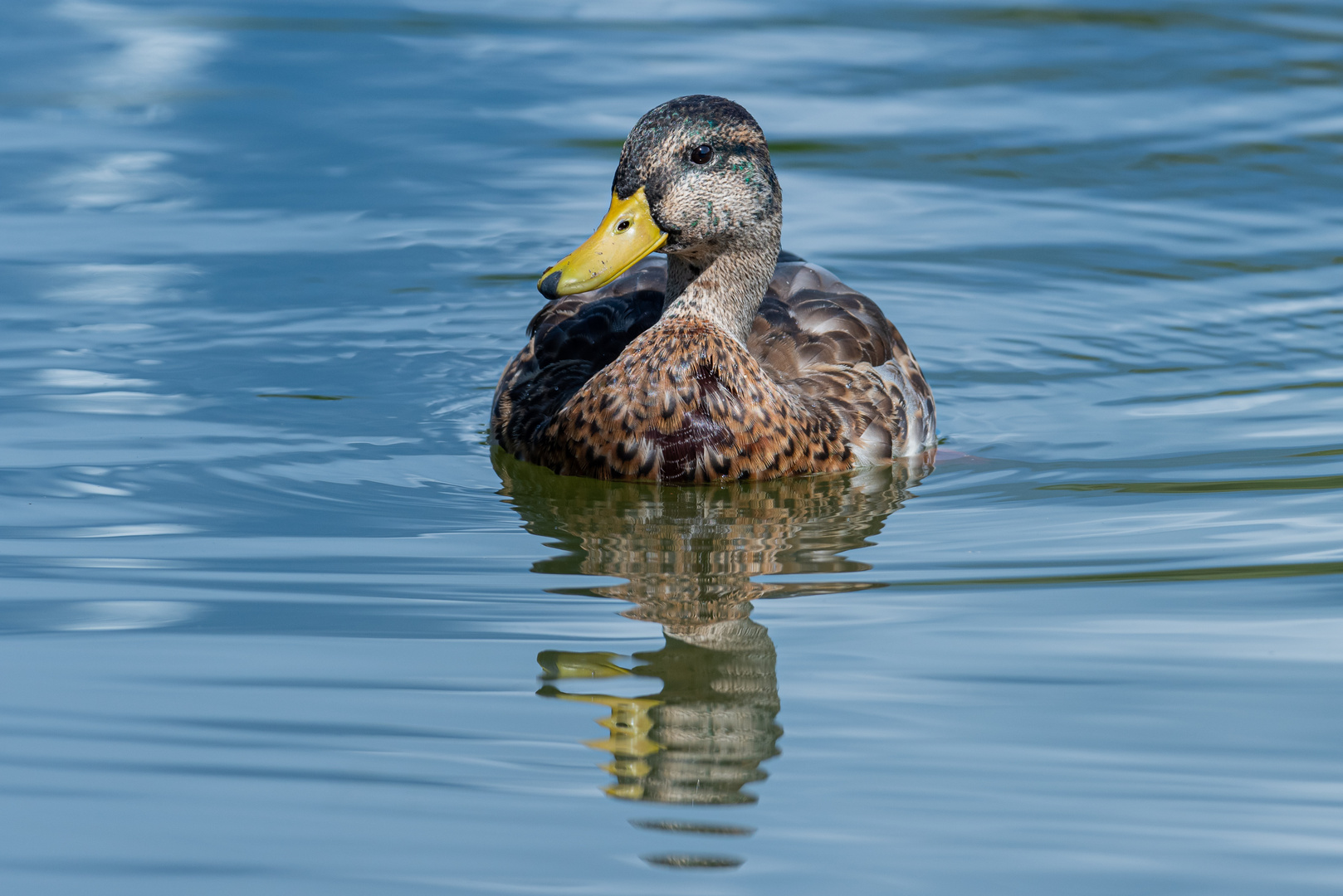 Mallard - Stockente