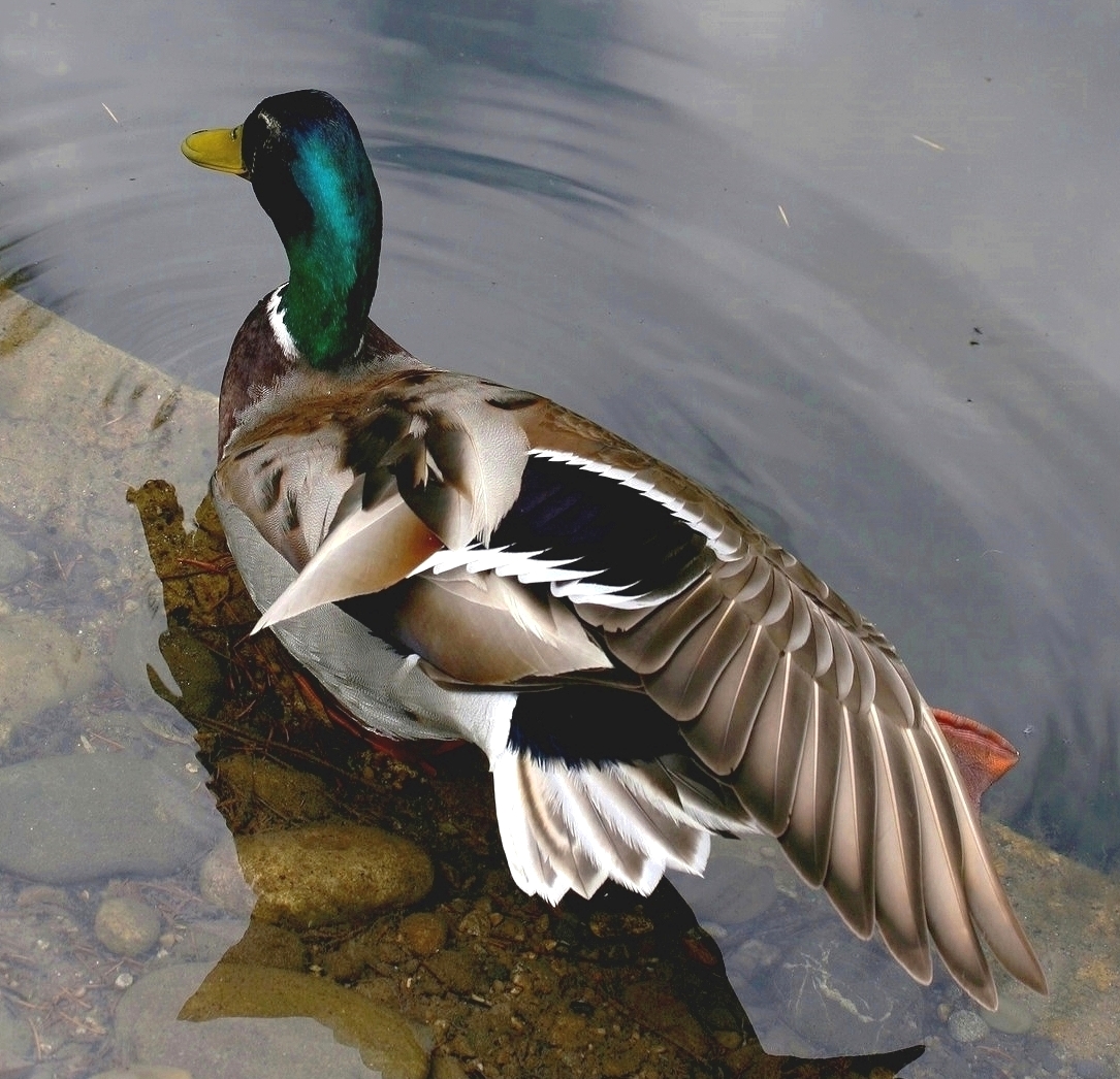 Mallard Stretching