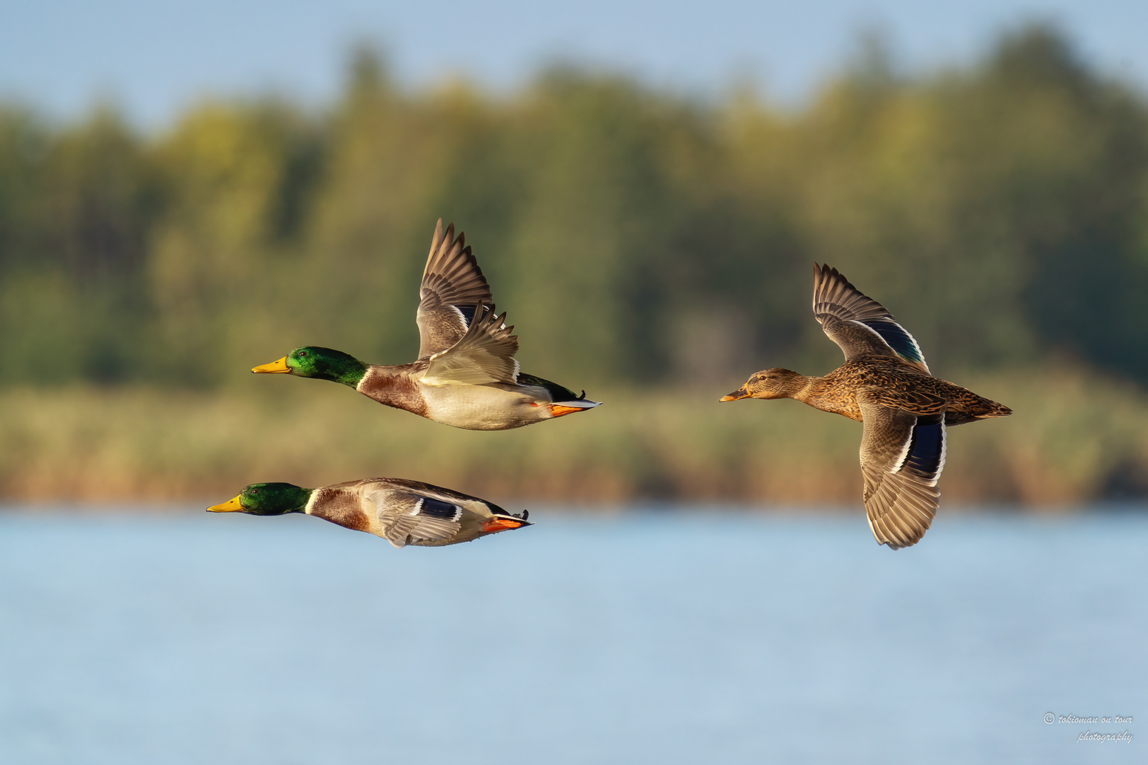 mallards fly