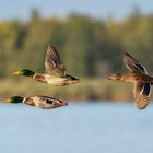 mallards fly