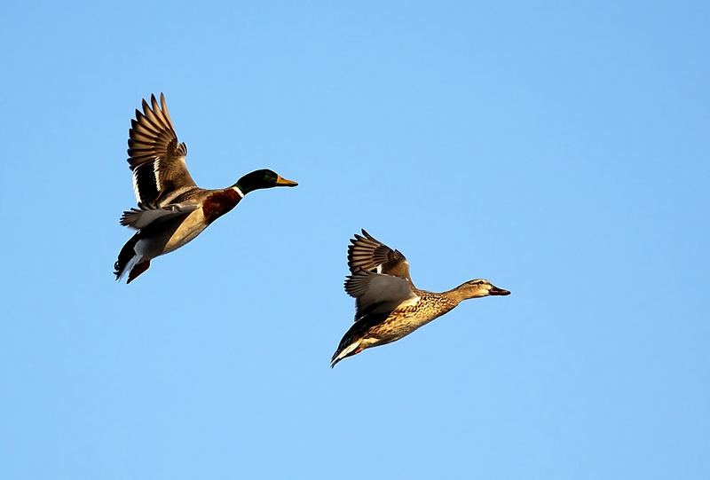 Mallards in flight.