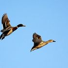 Mallards in flight.