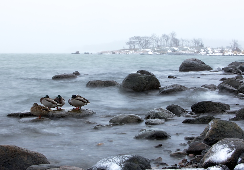 Mallards in the cold