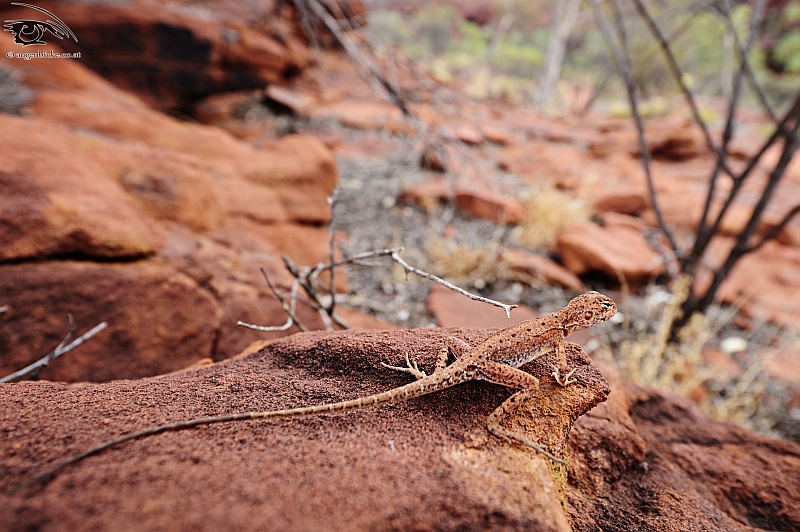 Mallee Dragon