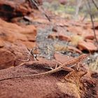 Mallee Dragon