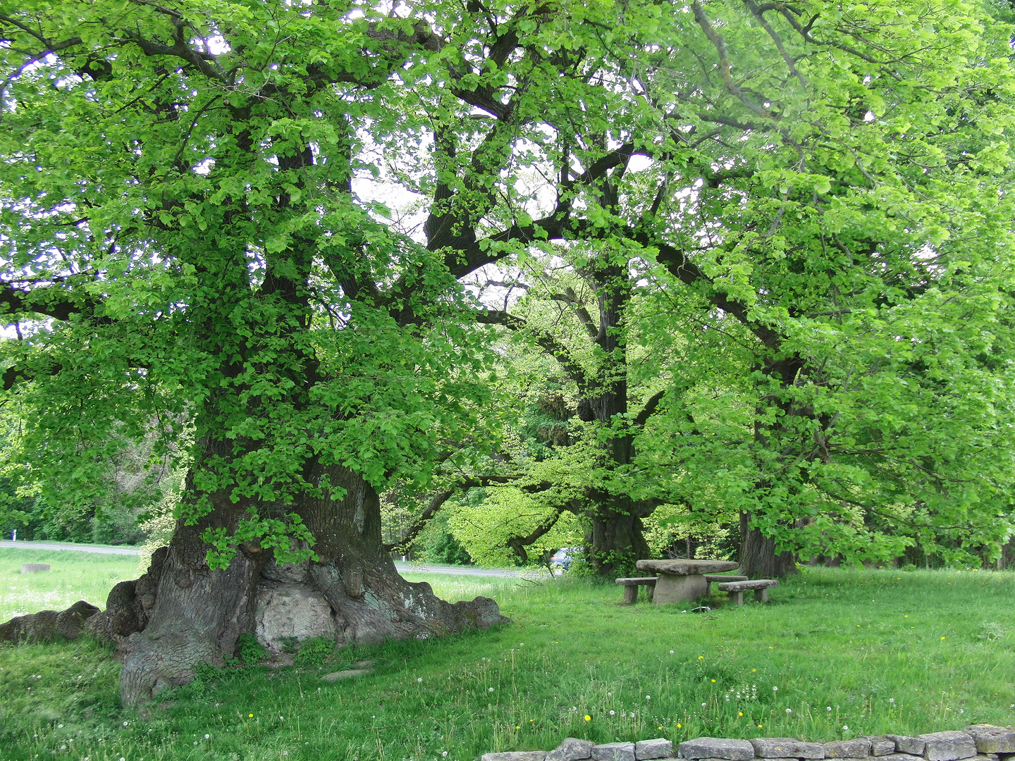 Mallinden bei Niederdorla