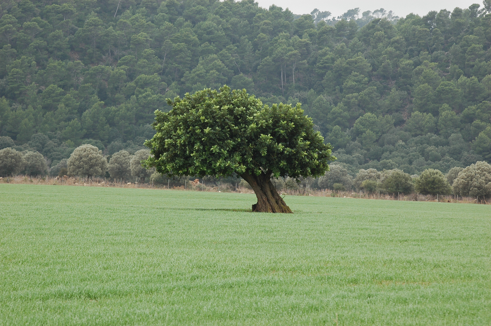 Mallorca 2008