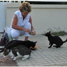 Mallorca 2011, los gatos que viven cerca de nuestro hotel, cada día están esperando su comida.