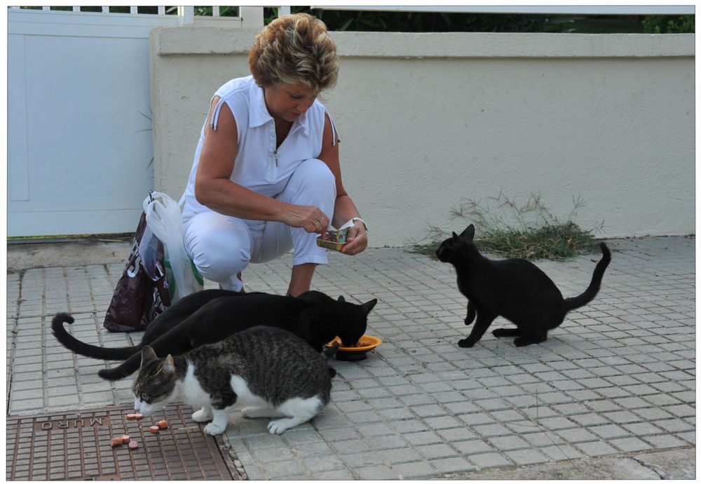 Mallorca 2011, los gatos que viven cerca de nuestro hotel, cada día están esperando su comida.