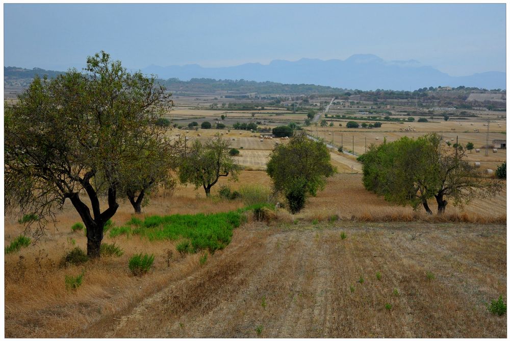 Mallorca 2011, paisaje cerca de Santa Margalida II