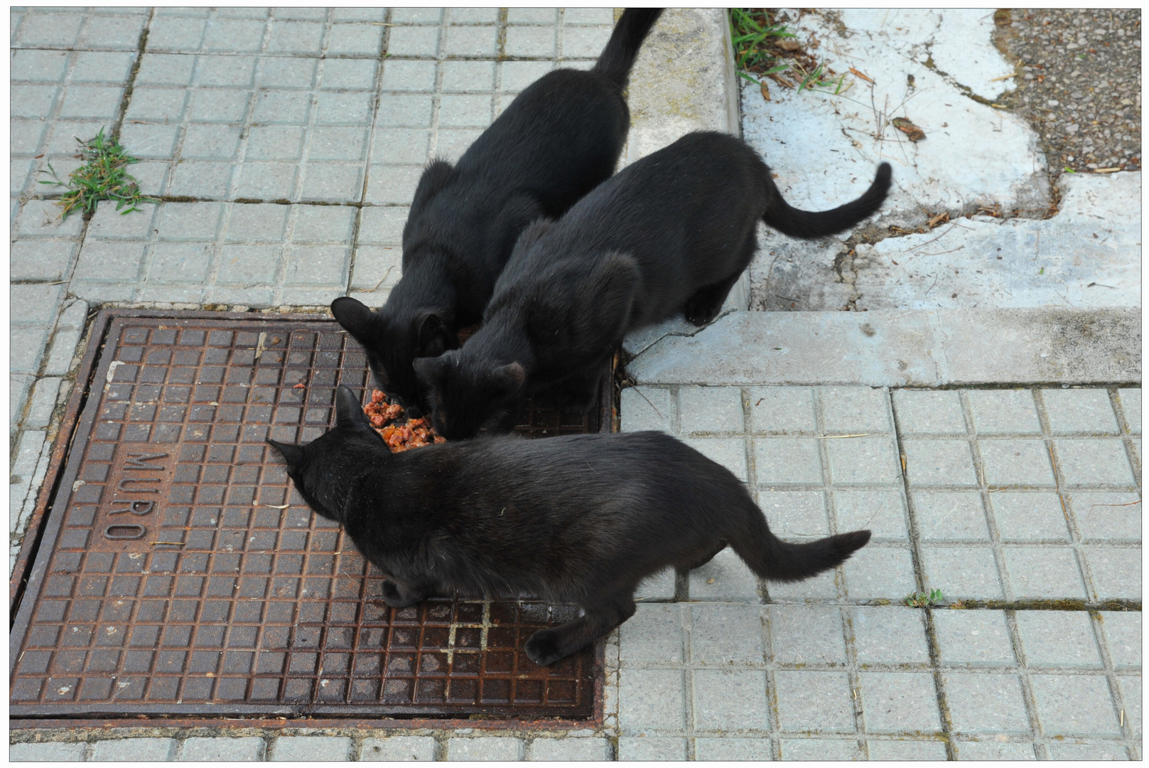Mallorca 2011, Unsere Hotel-Katzen (nuestros gatos del hotel esperan su comida)