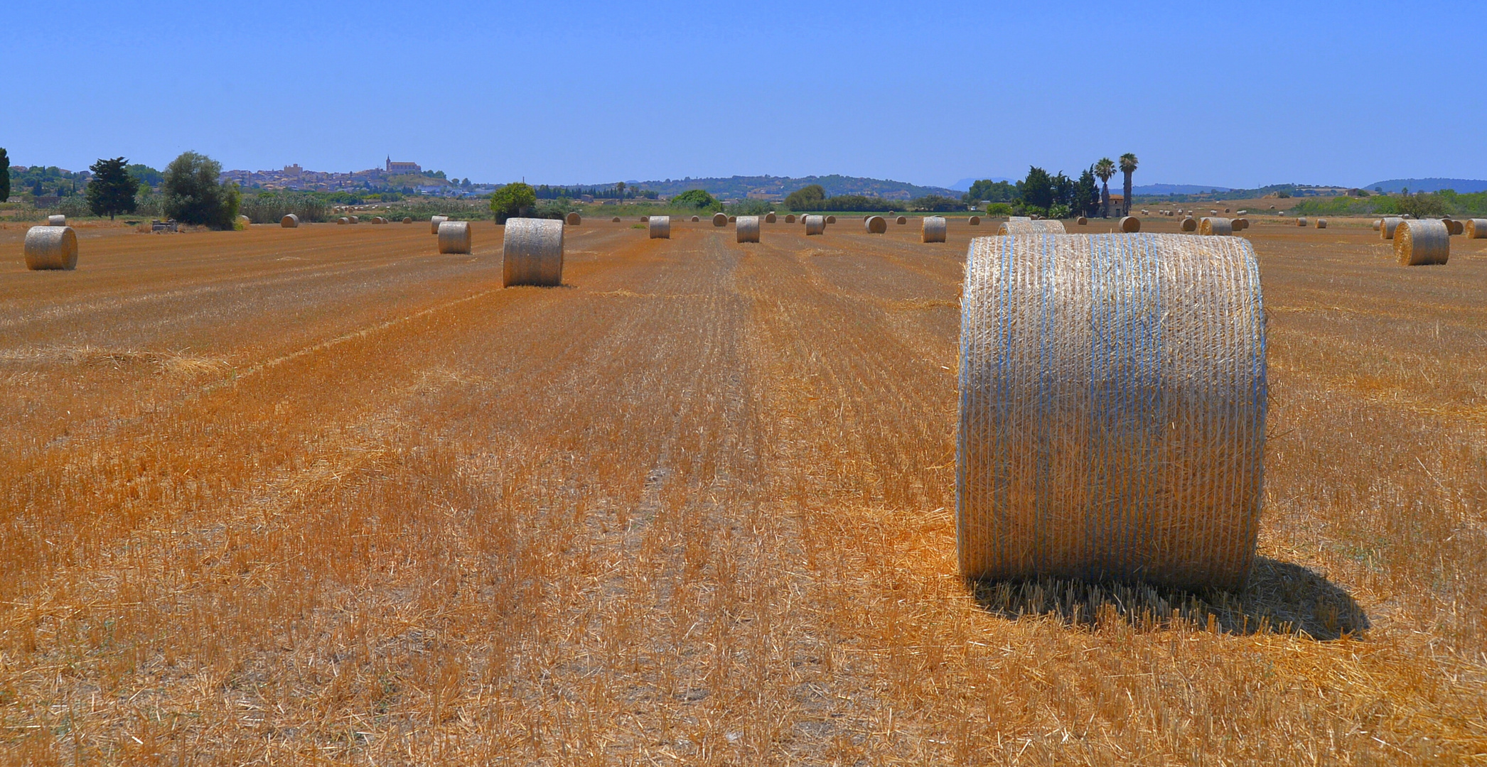 Mallorca 2018, Feld bei Santa Margalida (campo cerca de Santa Margalida)