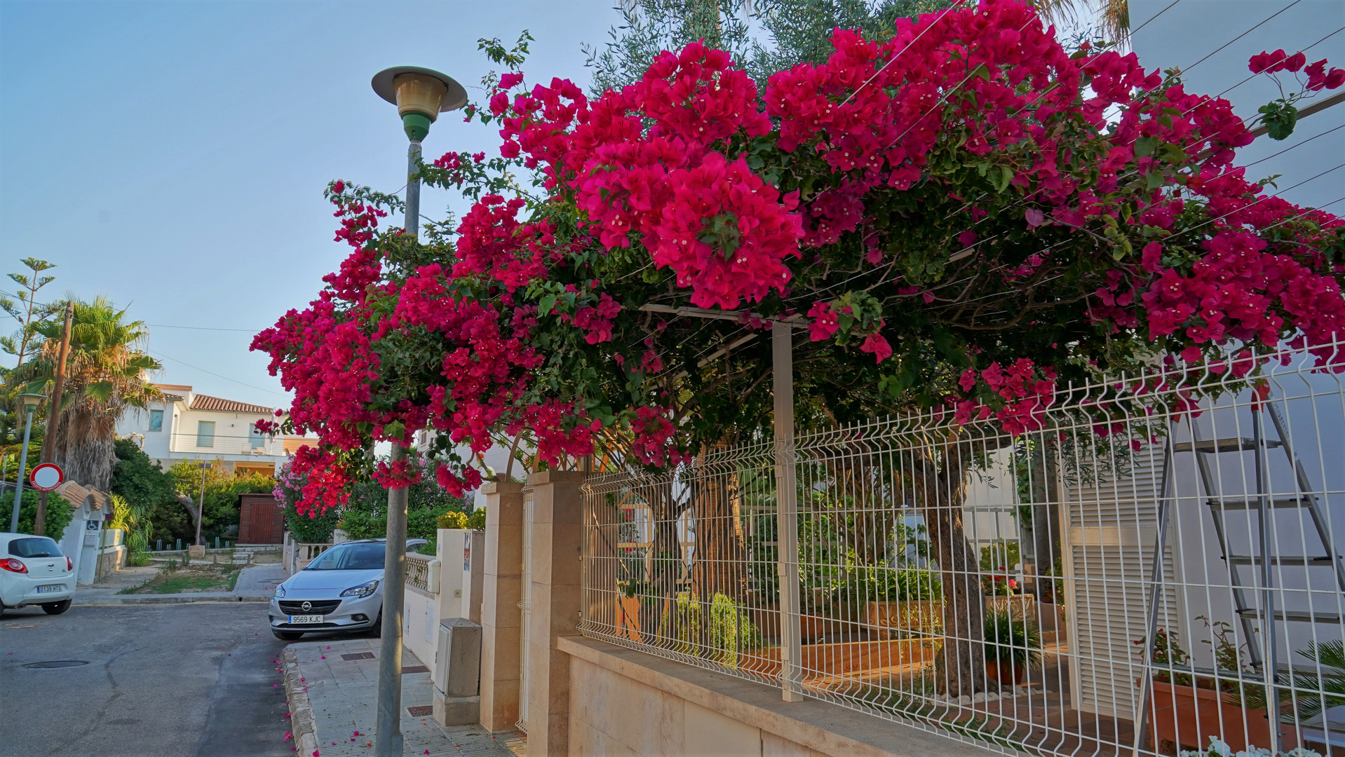 Mallorca 2019, Blumen (flores)