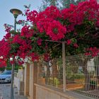 Mallorca 2019, Blumen (flores)